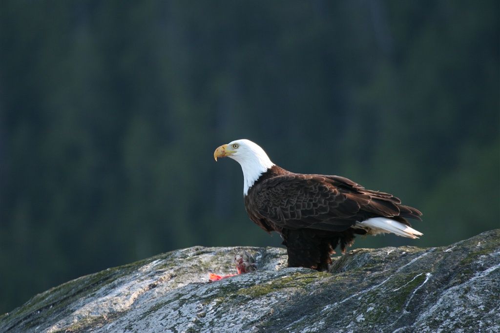 Eagle Nook Resort Ucluelet Buitenkant foto